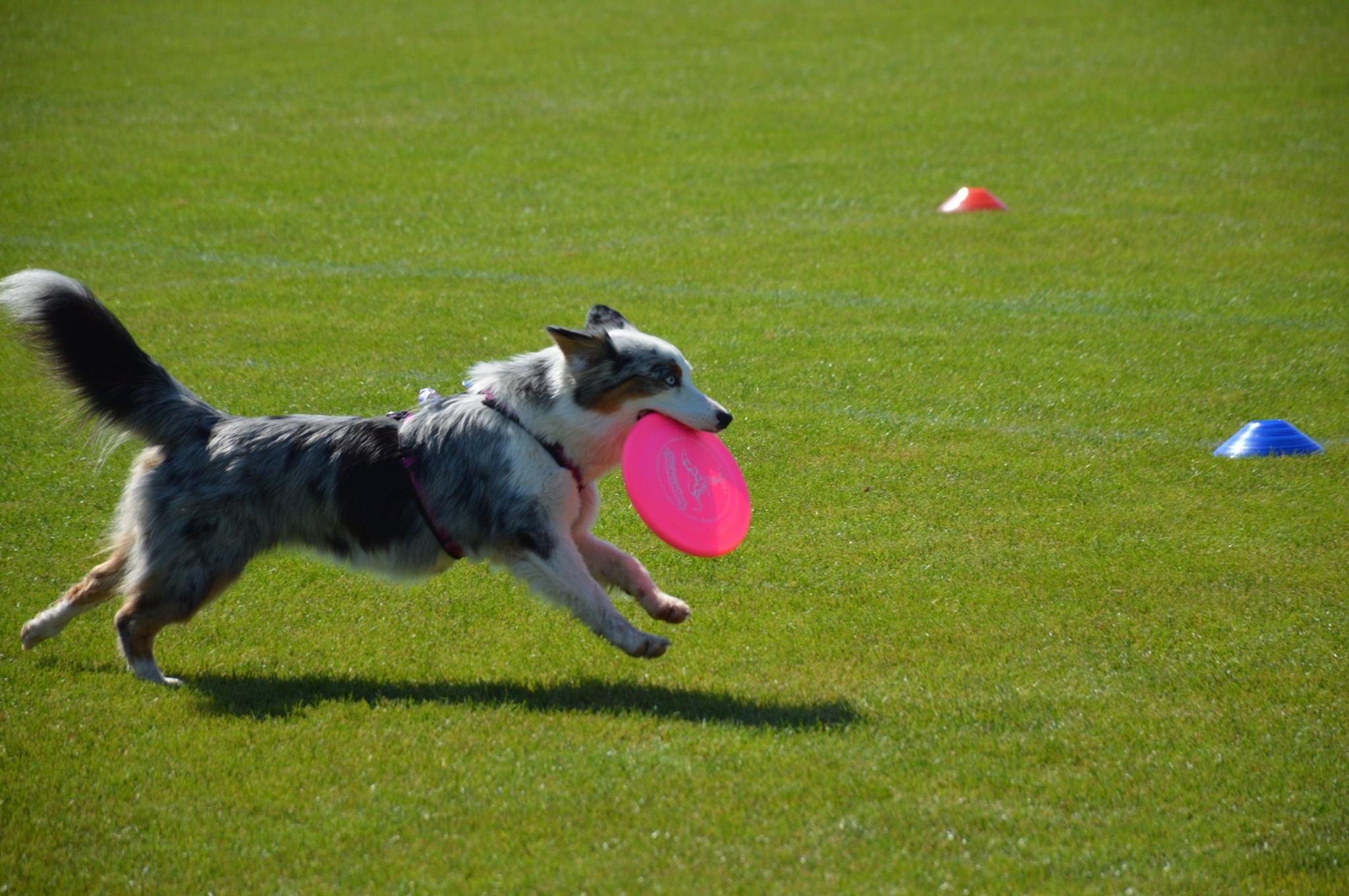 Ergebnisse und Fotos vom Dogfrisbee Fun Turnier am 1. Hundetag Korneuburg 2015